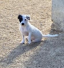 Chihuahua mix powder, Chinese Crested Powder Puff - Photo 8