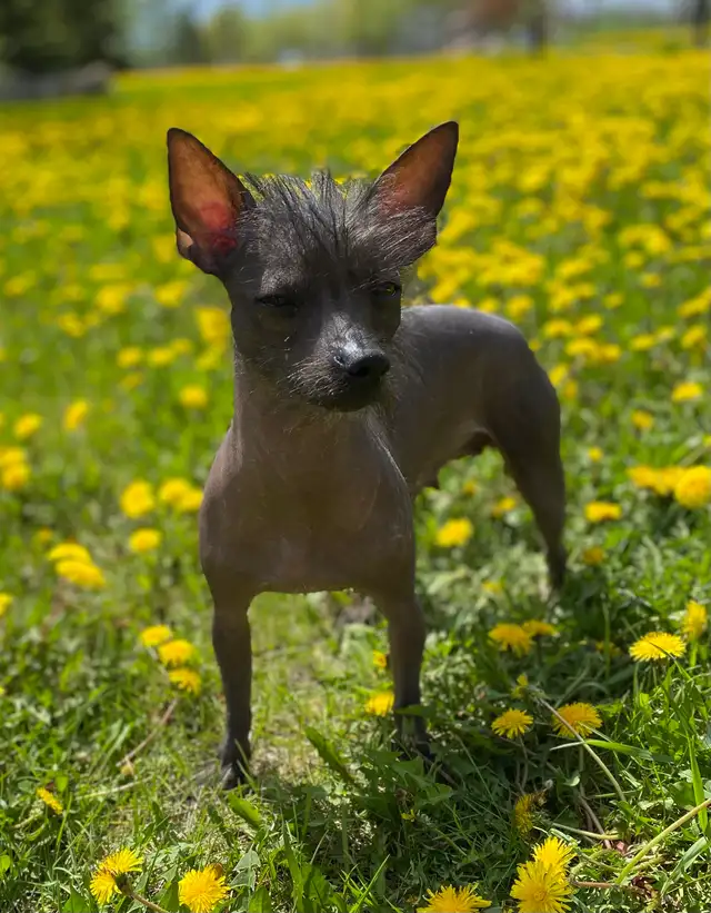 Chihuahua mix powder, Chinese Crested Powder Puff - Photo 9