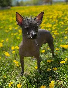 Chihuahua mix powder, Chinese Crested Powder Puff - Photo 9