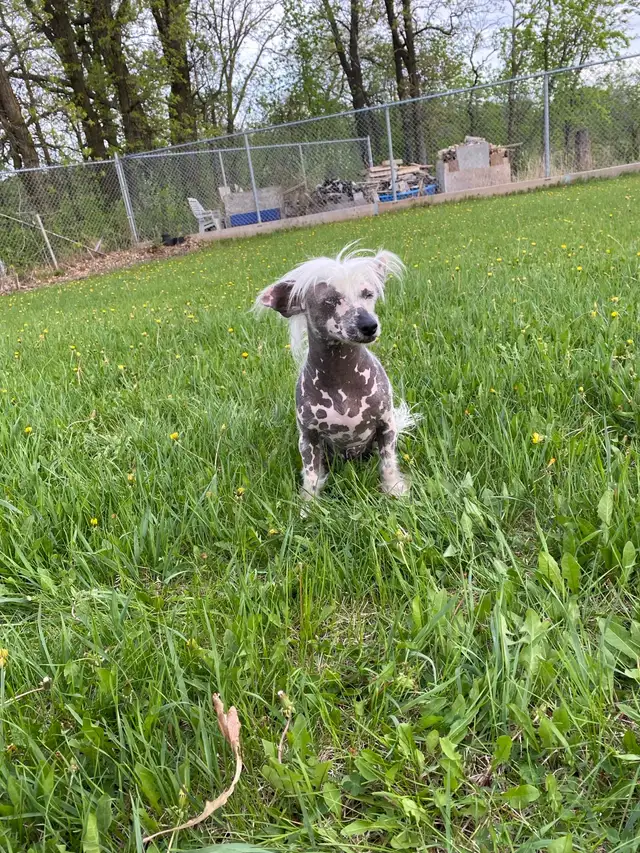 Chihuahua mix powder, Chinese Crested Powder Puff - Photo 10