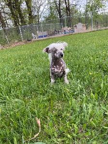 Chihuahua mix powder, Chinese Crested Powder Puff - Photo 10
