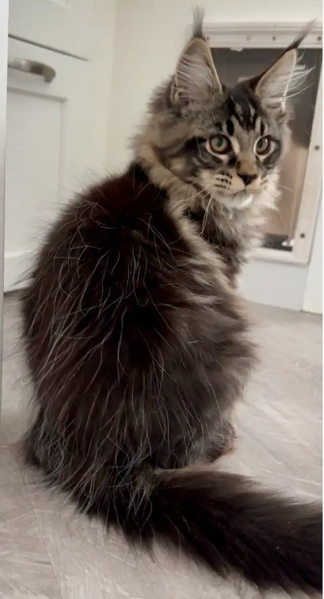 CCA Maine Coon Kittens: Ready Now & June Reservation - Photo 2