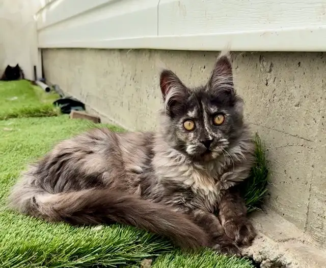 CCA Maine Coon Kittens: Ready Now & June Reservation - Photo 4