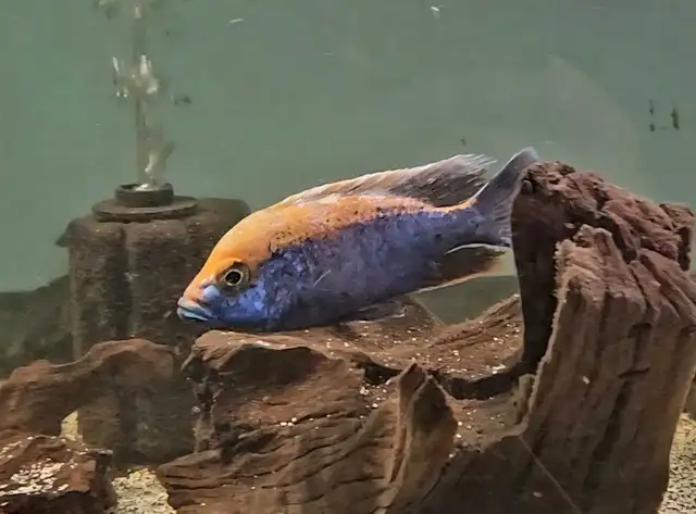 Mara rock show males 5'-6'