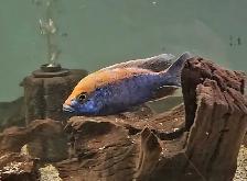 Mara rock show males 5'-6'