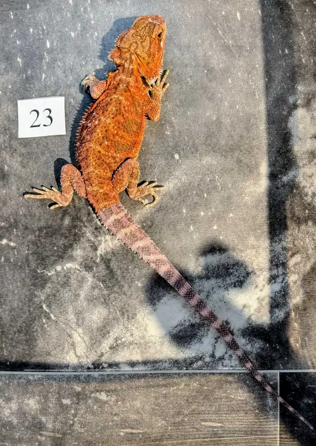Dragon barbu nés chez Désertéric - Photo 2
