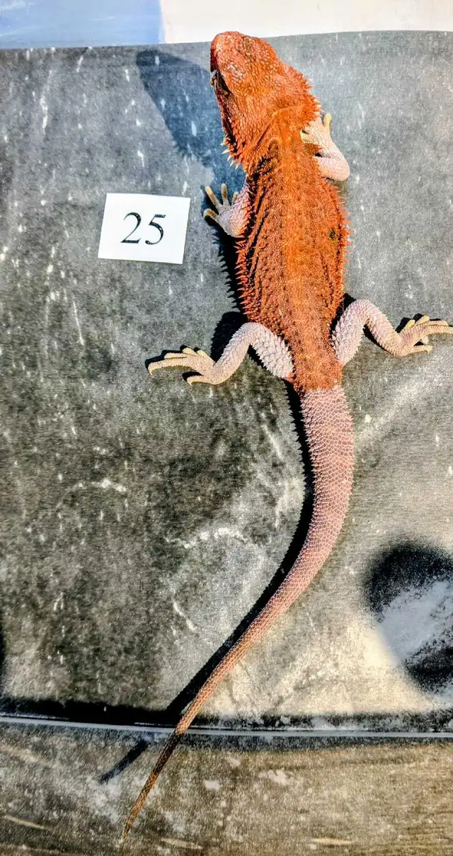 Dragon barbu nés chez Désertéric - Photo 3