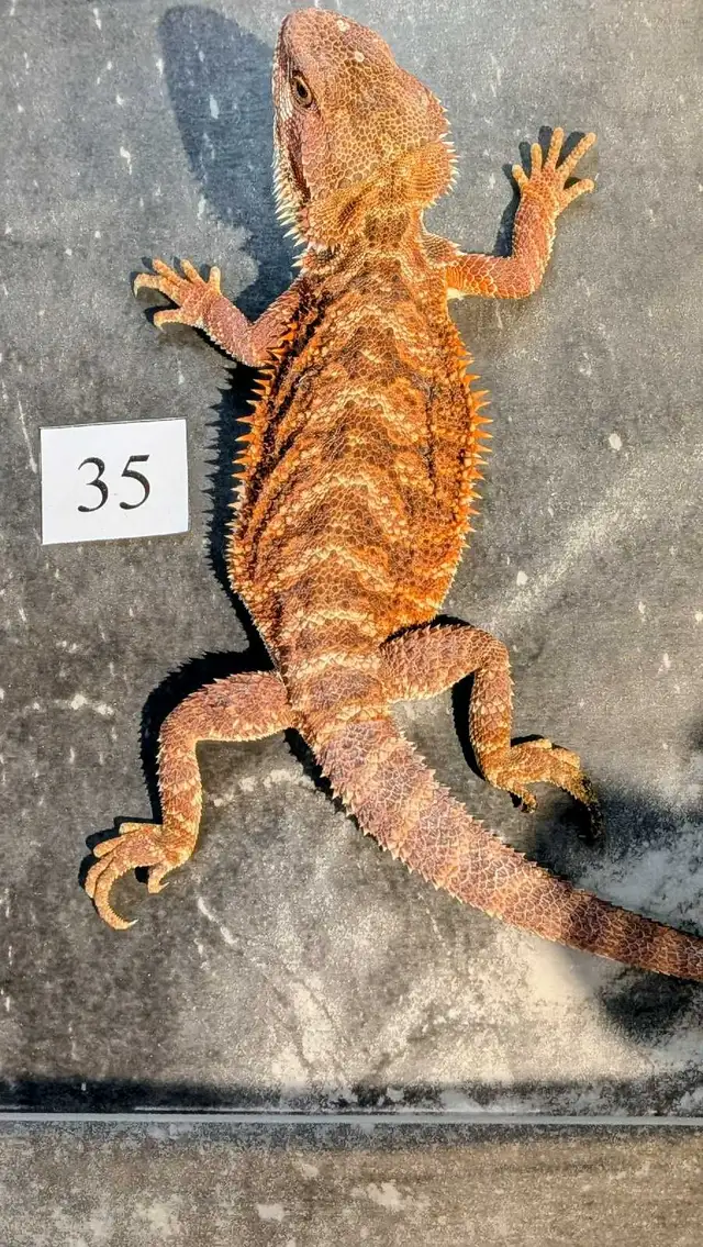 Dragon barbu nés chez Désertéric - Photo 4