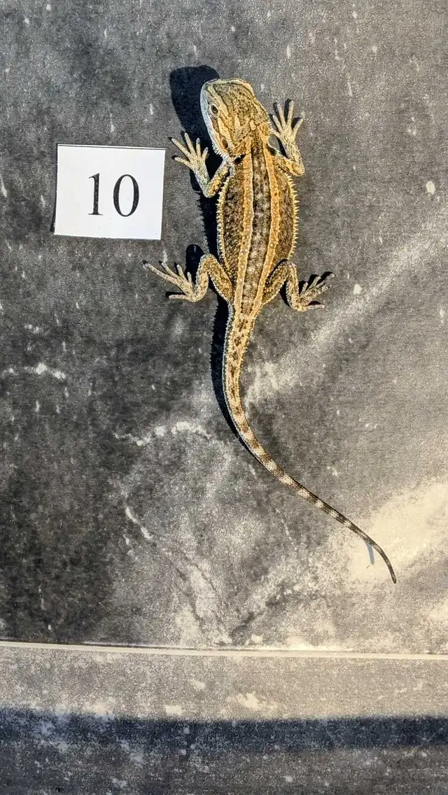 Dragon barbu nés chez Désertéric - Photo 5