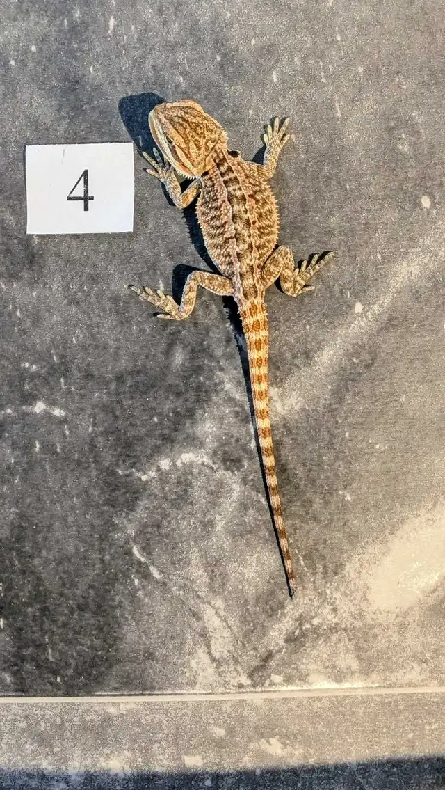 Dragon barbu nés chez Désertéric - Photo 6