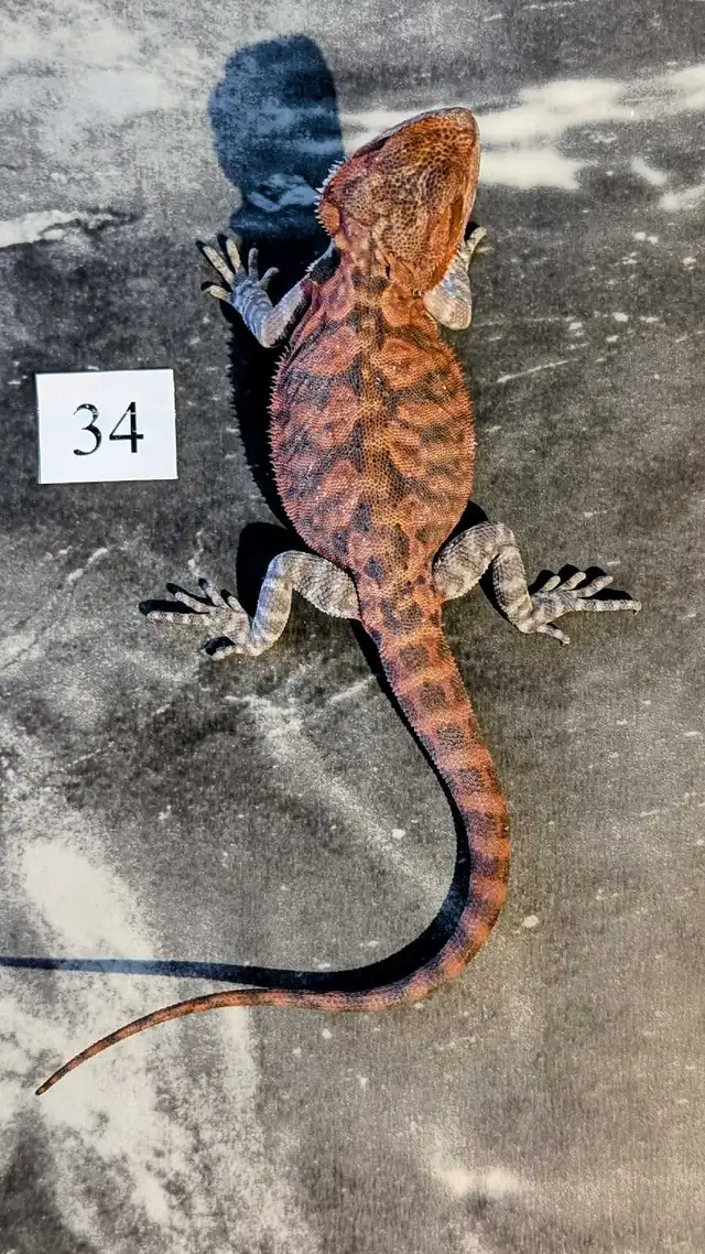 Dragon barbu nés chez Désertéric - Photo 7