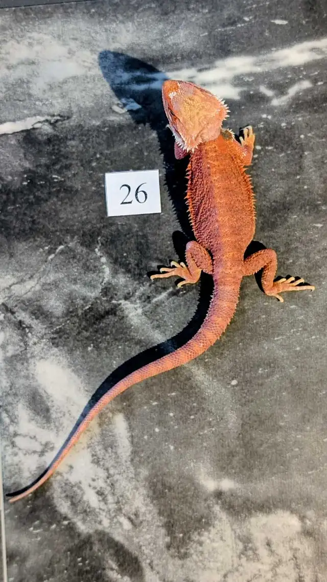 Dragon barbu nés chez Désertéric - Photo 8