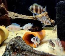 Burundi frontosa & black widow frontosa 2'-3'