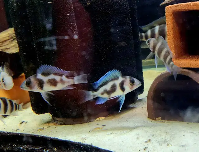 Burundi frontosa & black widow frontosa 2'-3' - Photo 3