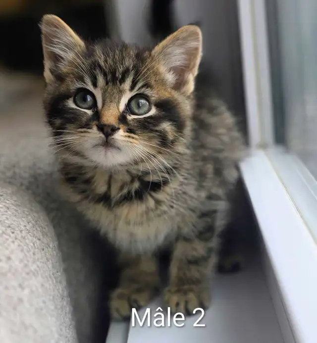 3 Chatons Mignons Prêt à partir ❤️