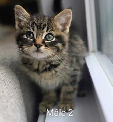3 Chatons Mignons Prêt à partir ❤️
