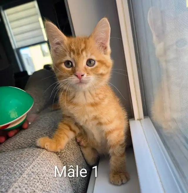 3 Chatons Mignons Prêt à partir ❤️ - Photo 3