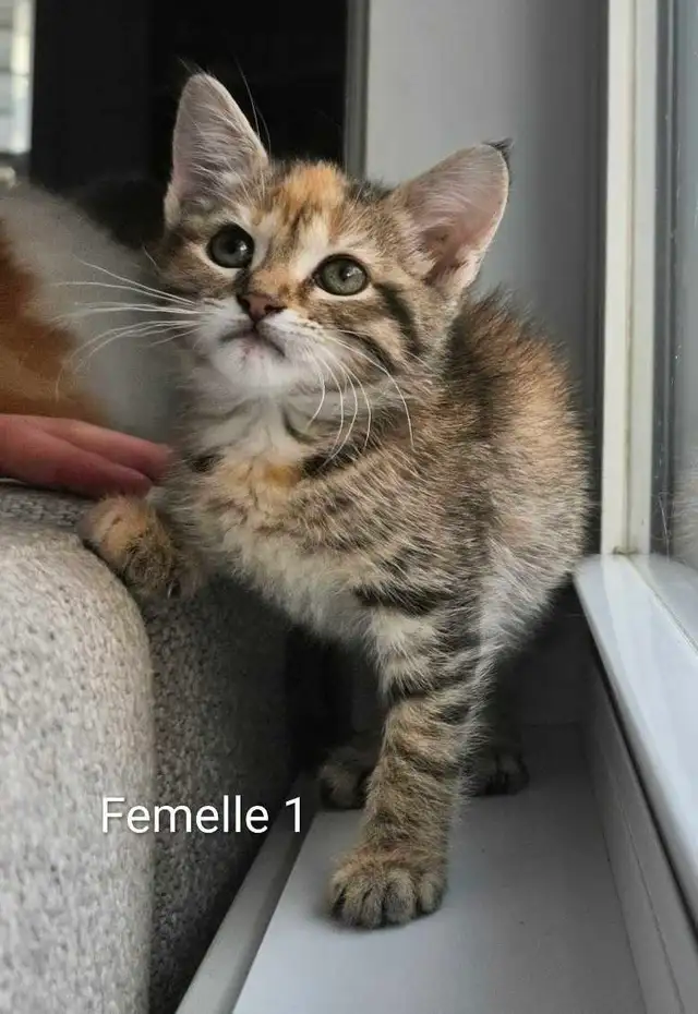 3 Chatons Mignons Prêt à partir ❤️ - Photo 6