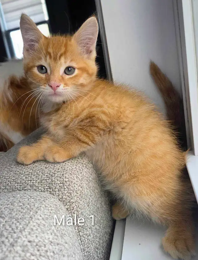 3 Chatons Mignons Prêt à partir ❤️ - Photo 7