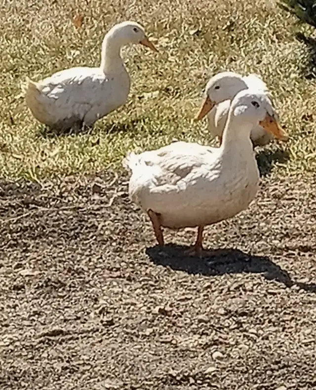 Pekin Ducks