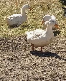 Pekin Ducks