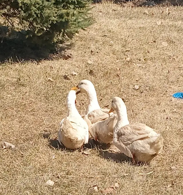 Pekin Ducks - Photo 2