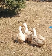 Pekin Ducks - Photo 2