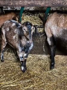 Nubian buckling