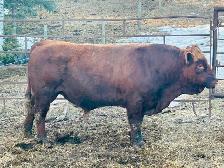 Simmental Bull