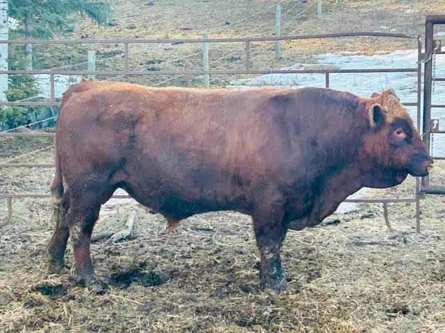 Red Simmental