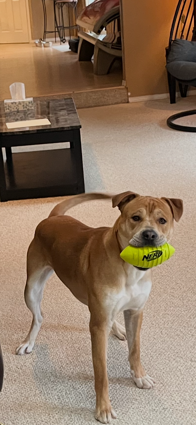 Beautiful Dog