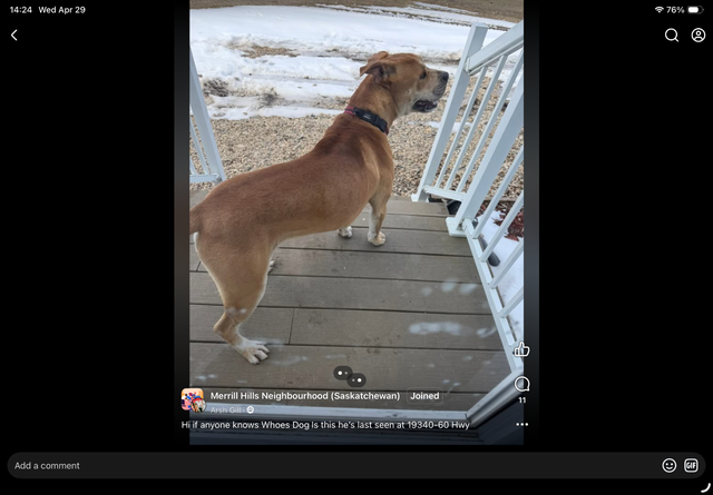 Beautiful Dog - Photo 2