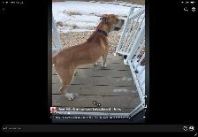 Beautiful Dog - Photo 2