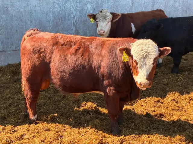 Simmental bulls