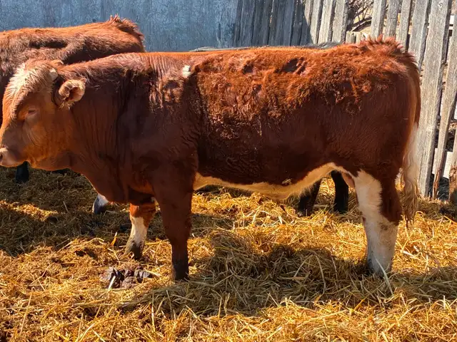 Simmental bulls - Photo 2