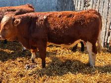 Simmental bulls - Photo 2