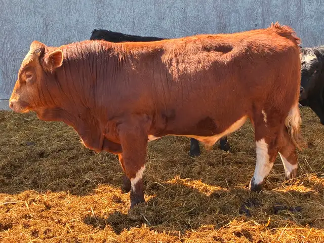 Simmental bulls - Photo 3