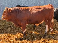 Simmental bulls - Photo 3