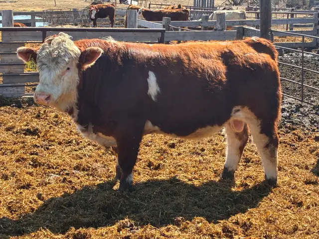 Simmental bulls - Photo 4