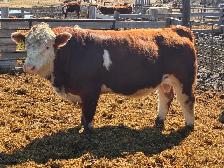 Simmental bulls - Photo 4