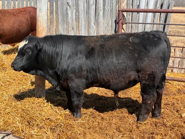 Simmental bulls - Photo 5