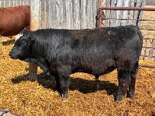 Simmental bulls - Photo 5