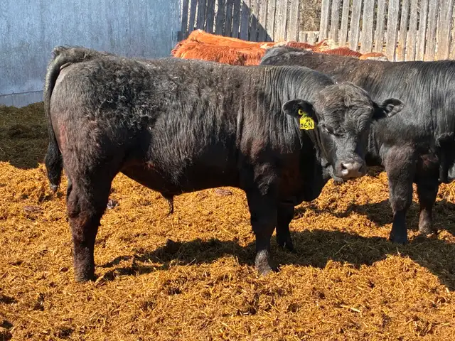 Simmental bulls - Photo 6
