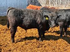 Simmental bulls - Photo 6