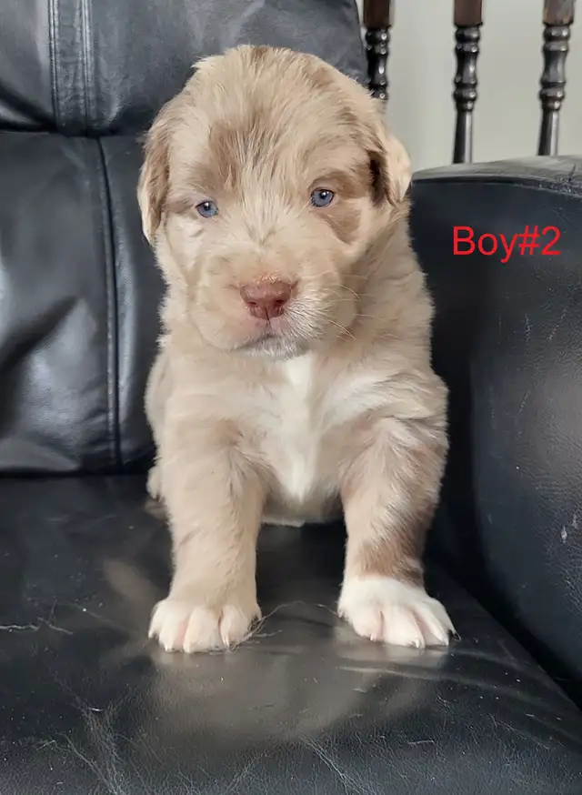 Golden Retriever/Border Collie puppies for adoption