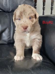 Golden Retriever/Border Collie puppies for adoption