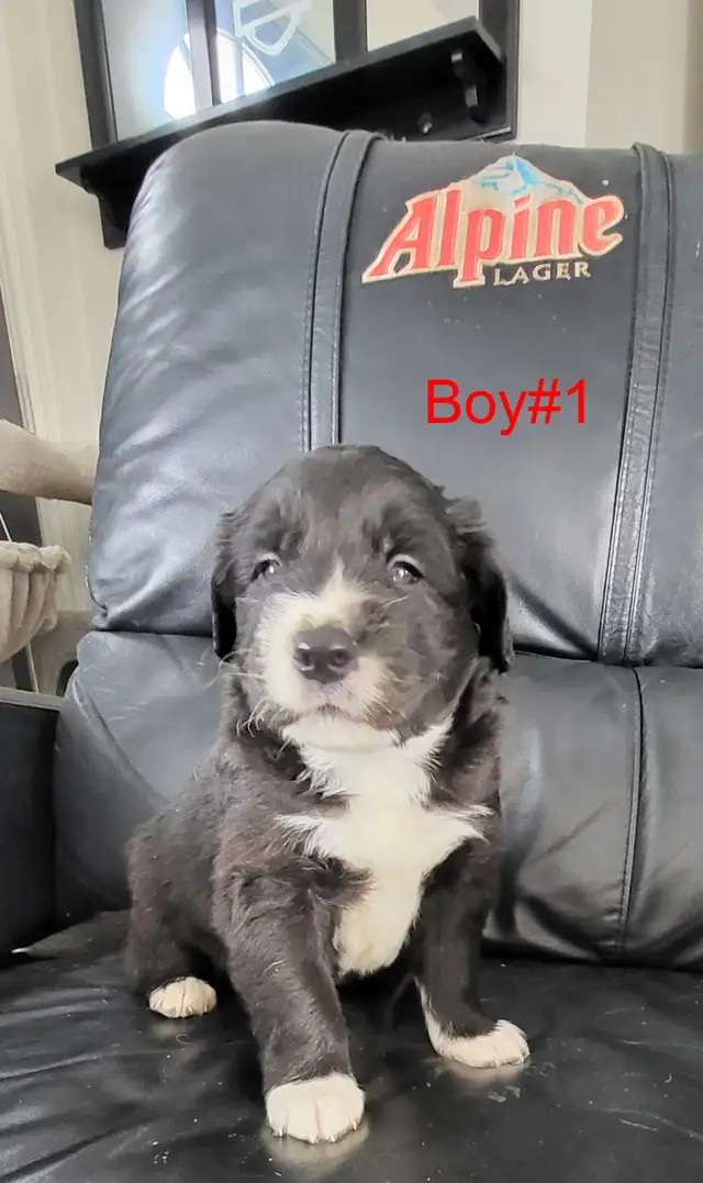 Golden Retriever/Border Collie puppies for adoption - Photo 2