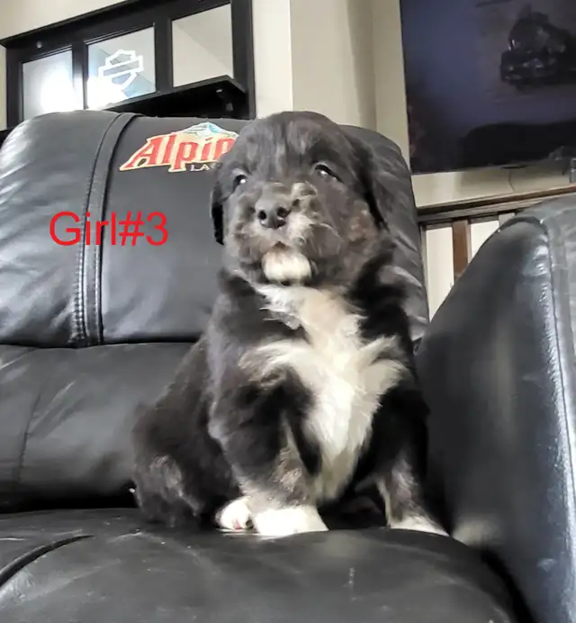Golden Retriever/Border Collie puppies for adoption - Photo 3