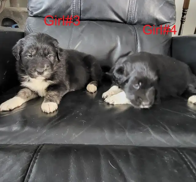 Golden Retriever/Border Collie puppies for adoption - Photo 4