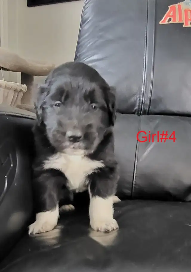 Golden Retriever/Border Collie puppies for adoption - Photo 5